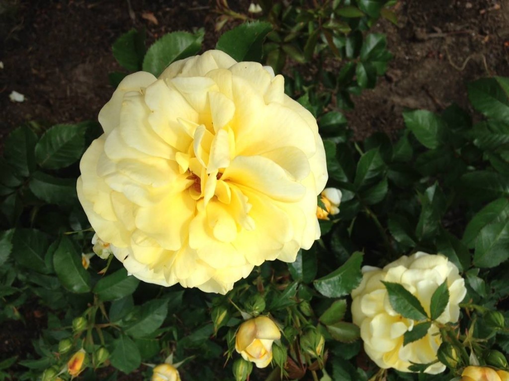 rosegardenyellow