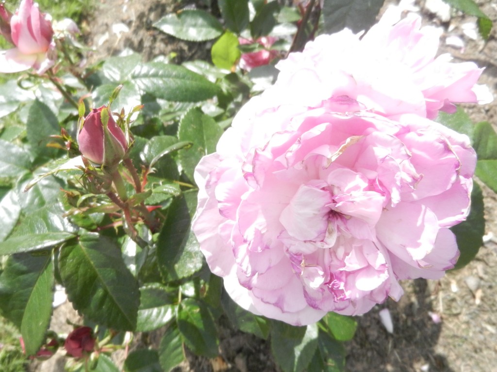 pinkflowerrosegarden