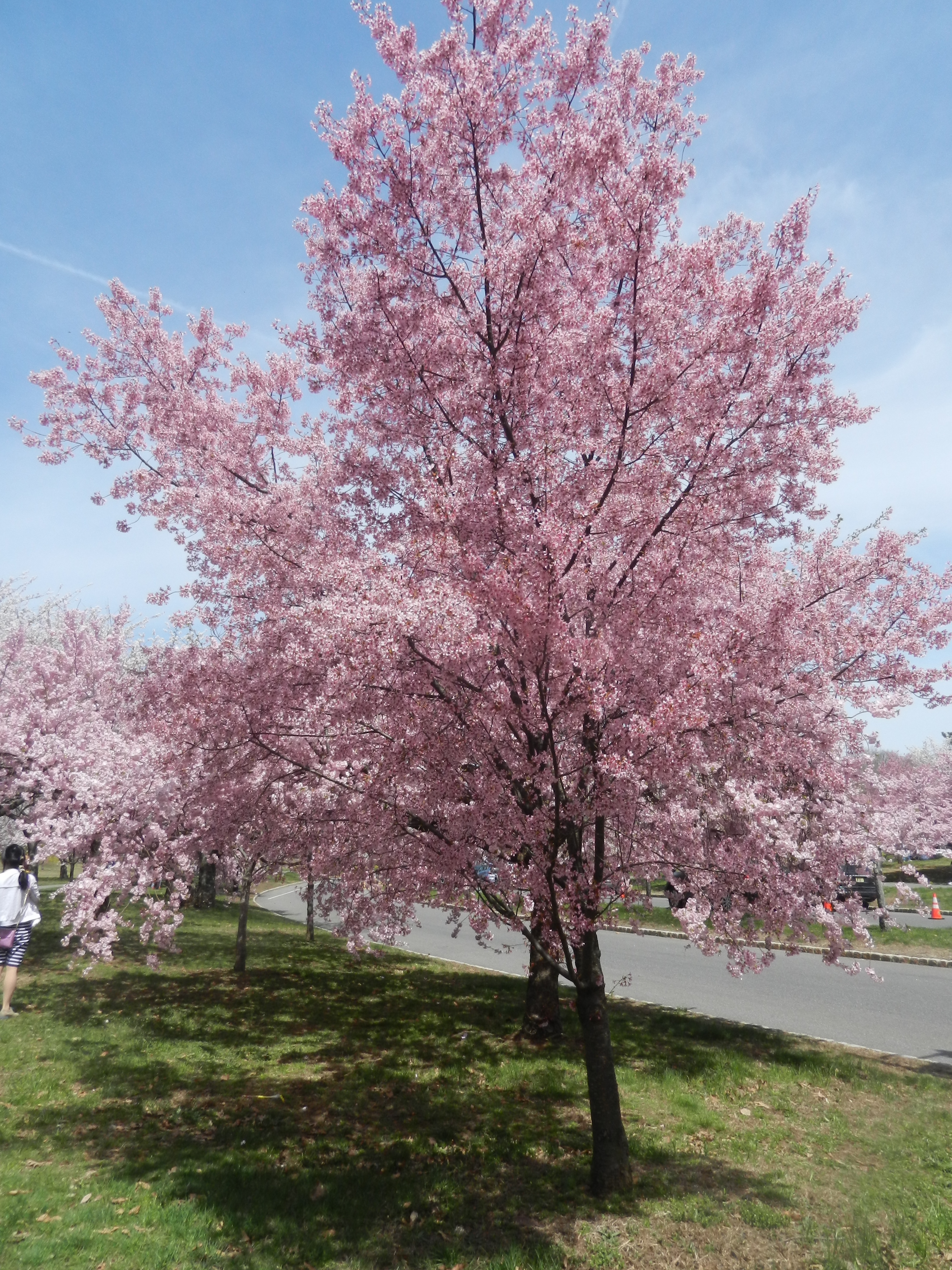Newark Cherry Blossom Festival and Vegan Meals Vegan World Trekker